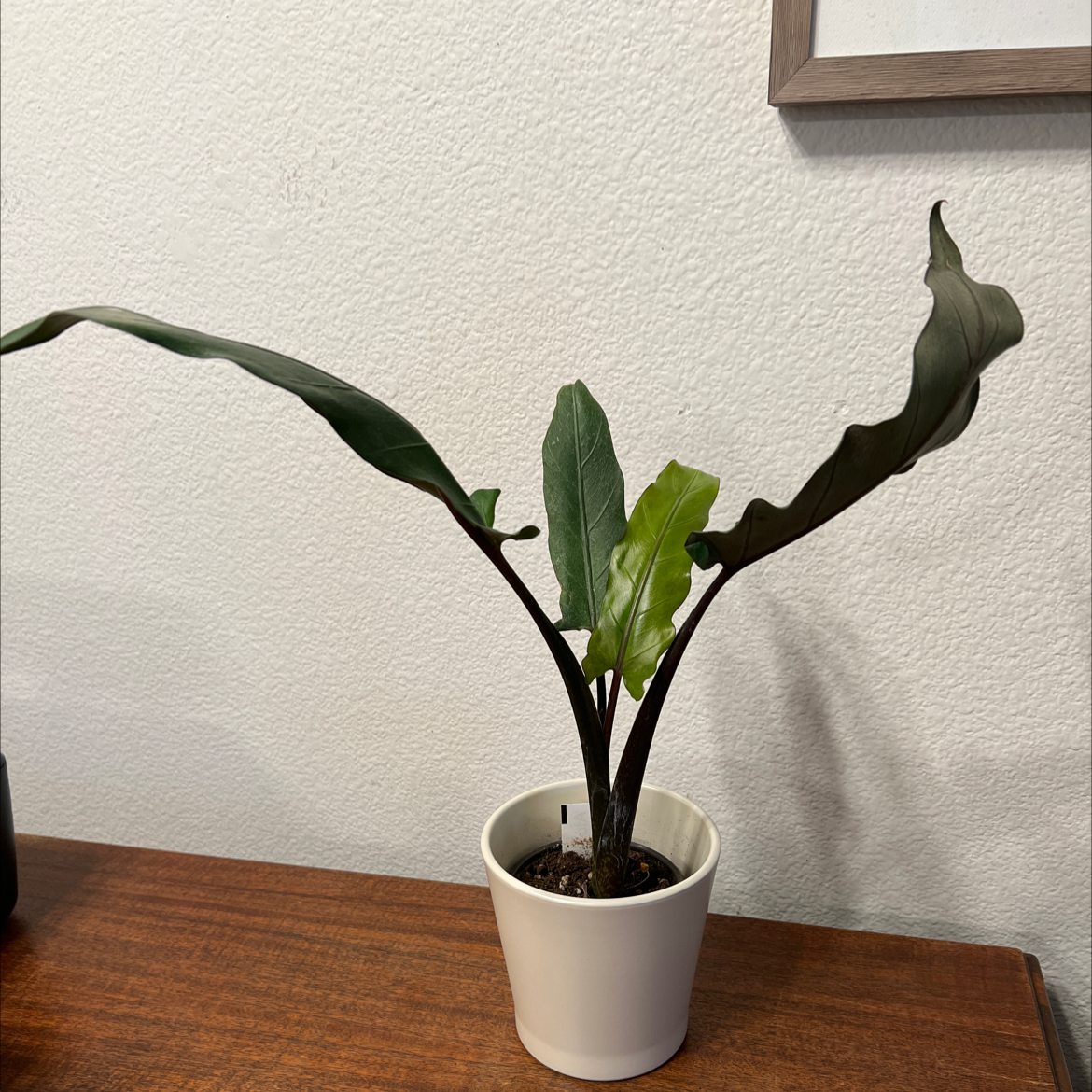 Potted Purple Sword plant with long, narrow, dark green leaves on a wooden surface.
