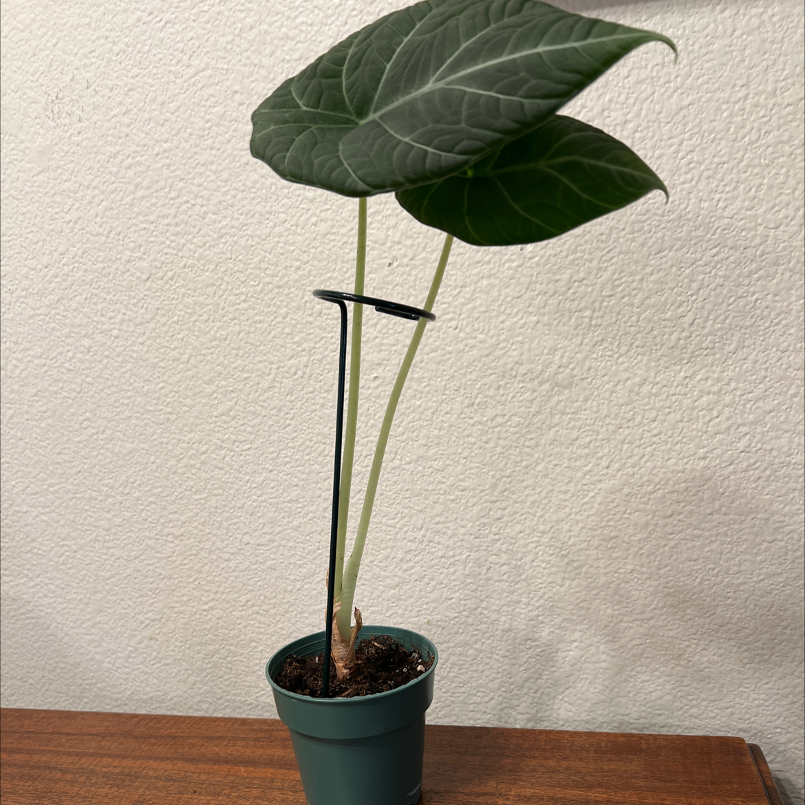Potted Alocasia 'Maharani' plant with two large leaves on a wooden surface.