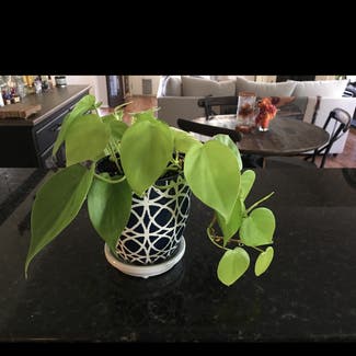 Heartleaf Philodendron plant in Austin, Texas