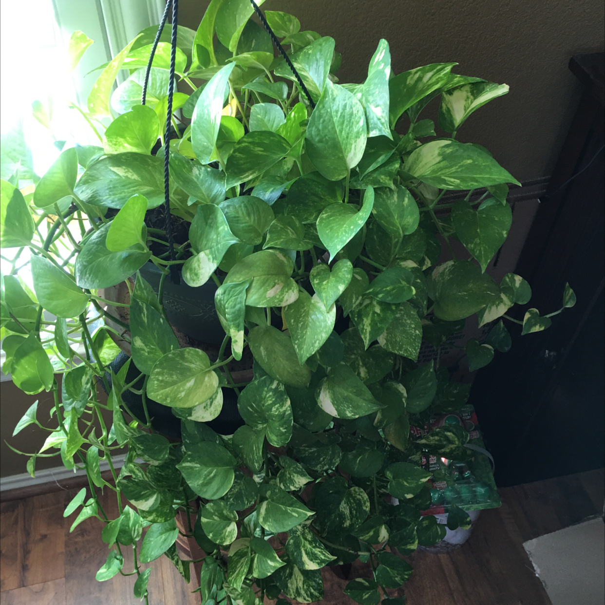 Taro Vine plant photo by @MJR named Hanging Chad on Greg, the plant care app.