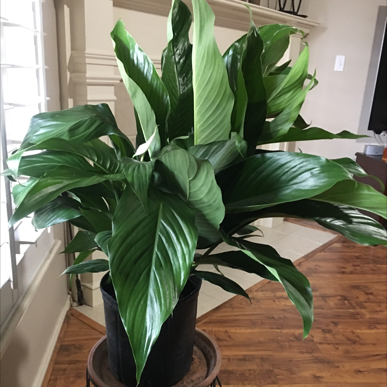 Peace Lily plant photo by @MJR named Peace Lily on Greg, the plant care app.