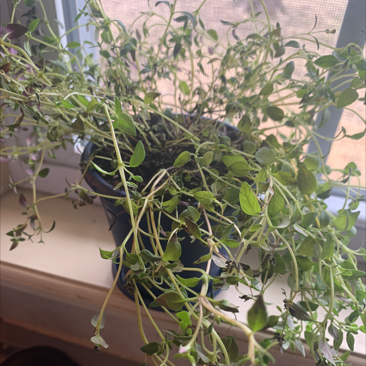 Healthy potted Common Thyme herb plant with dense green foliage growing indoors on a window sill.