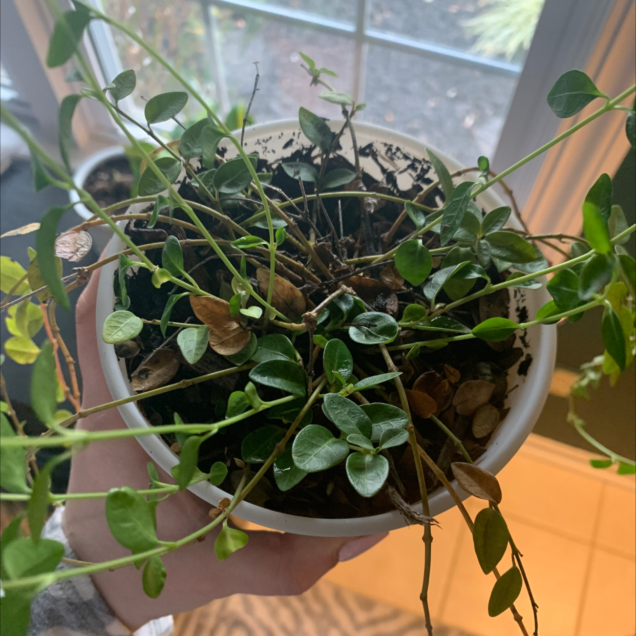 Closeup of a healthy potted greater periwinkle plant with lush green foliage growing in a black plastic nursery pot.