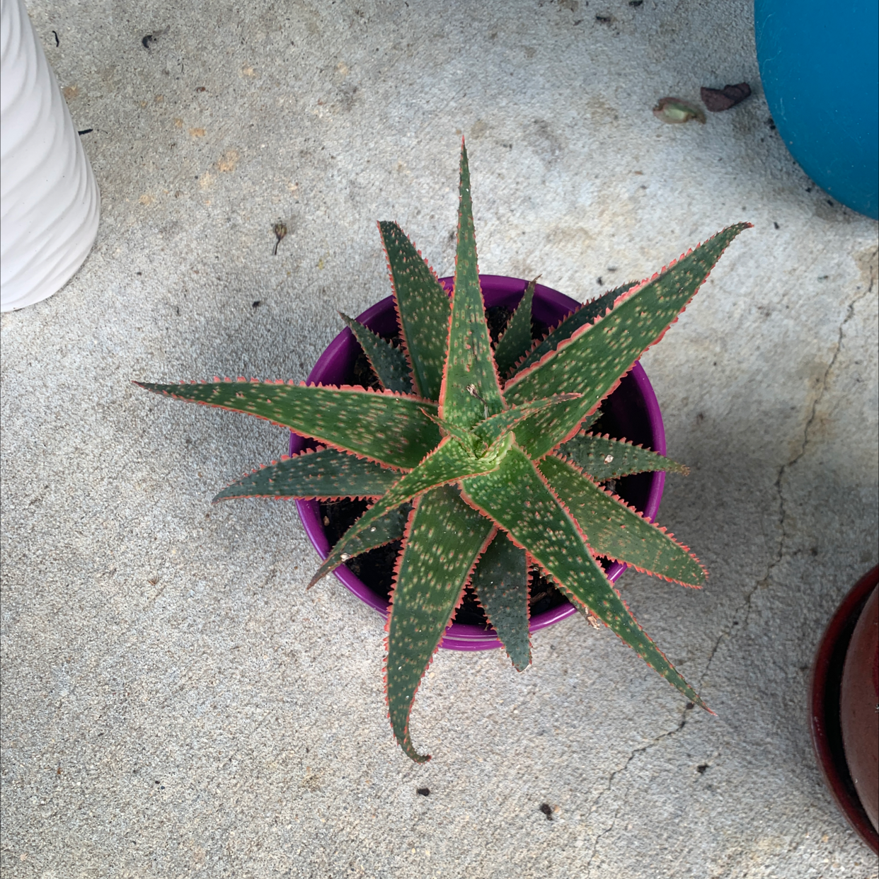Broad-Leaved Aloe plant in a purple pot, viewed from above.