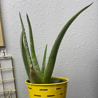 Aloe vera plant in New Town, North Dakota