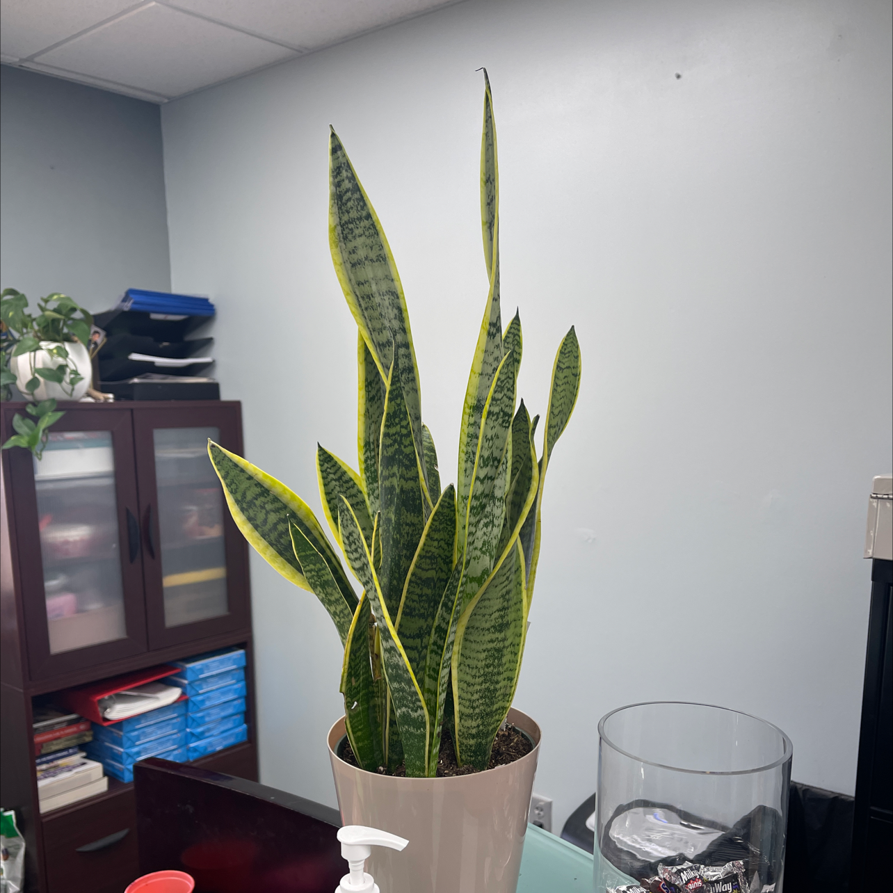 Snake Plant plant photo by @Plantmomma701 named Thalia on Greg, the plant care app.
