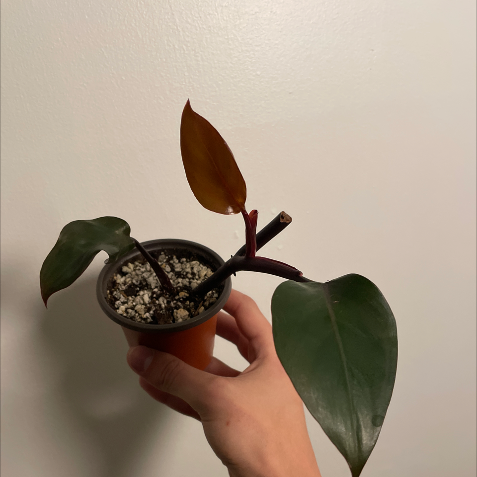 Royal Queen Philodendron plant in a small pot held by a hand, with healthy dark green leaves and a new reddish-brown leaf.