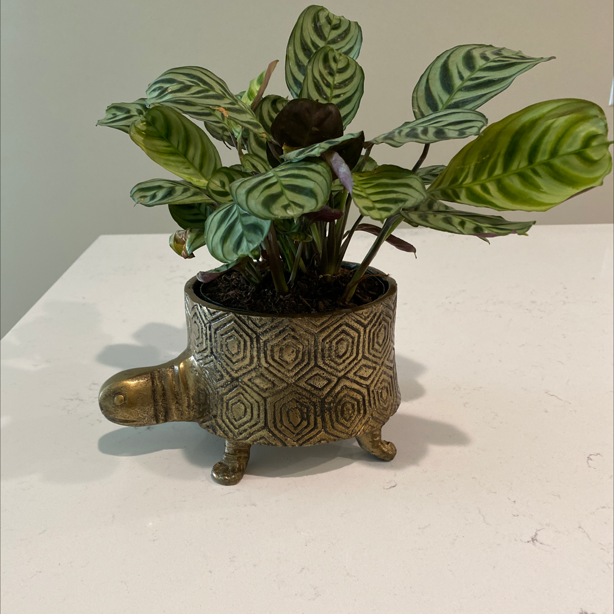 Healthy Fishbone Prayer Plant with vibrant green and white striped leaves in a patterned ceramic pot, well-framed against a white background.