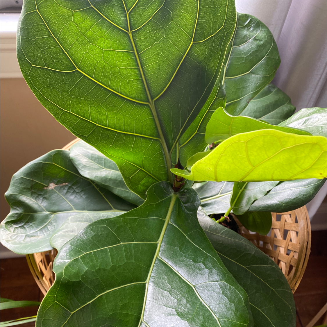 Fiddle Leaf Fig plant photo by @NJplantmama named Freddie on Greg, the plant care app.