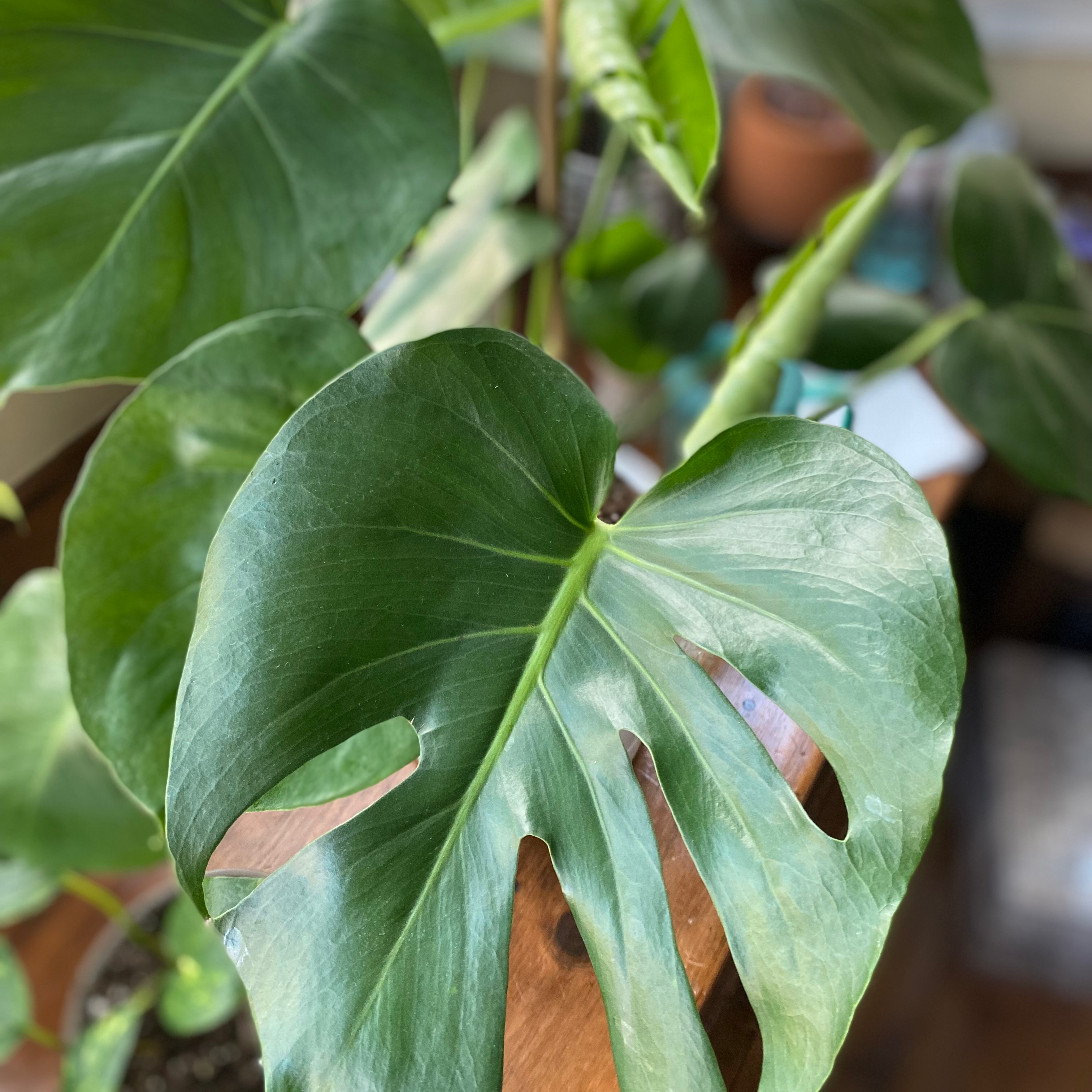 Monstera plant photo by @NJplantmama named Jack on Greg, the plant care app.