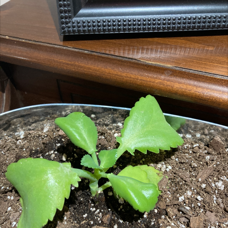 Healthy young Kalanchoe pinnata plant with green arrow-shaped leaves growing in soil, well-framed but slightly out of focus.