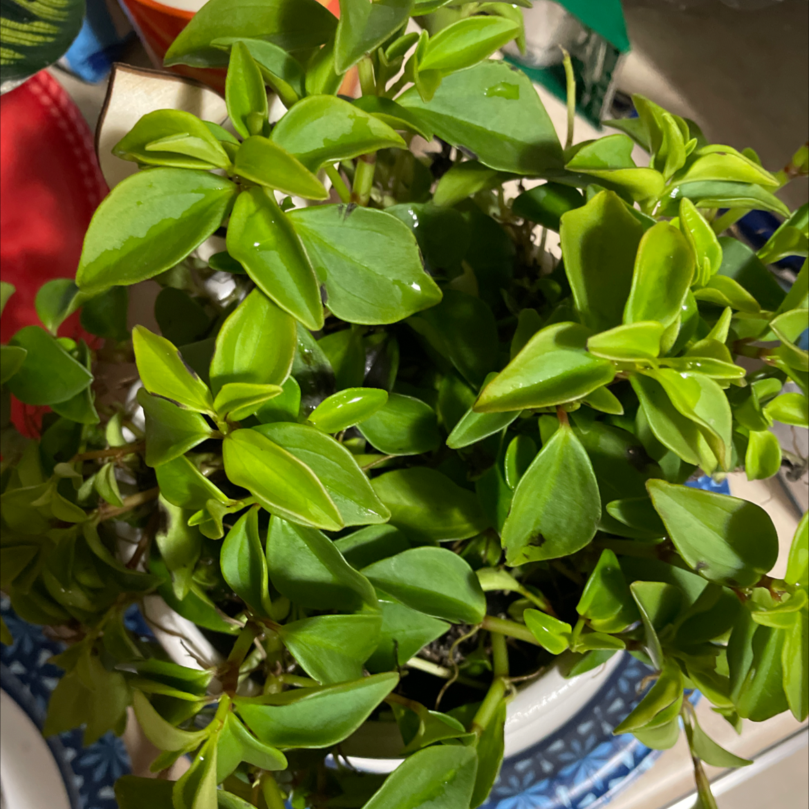 Healthy, lush vining peperomia plant with bright green heart-shaped leaves trailing from a blue and white ceramic pot.