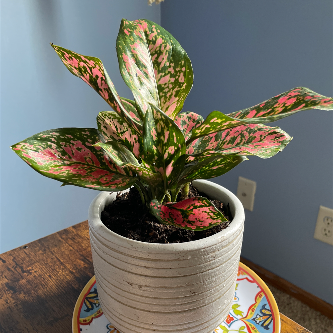 Aglaonema 'Pink Splash' plant in a white pot with vibrant pink and green leaves.