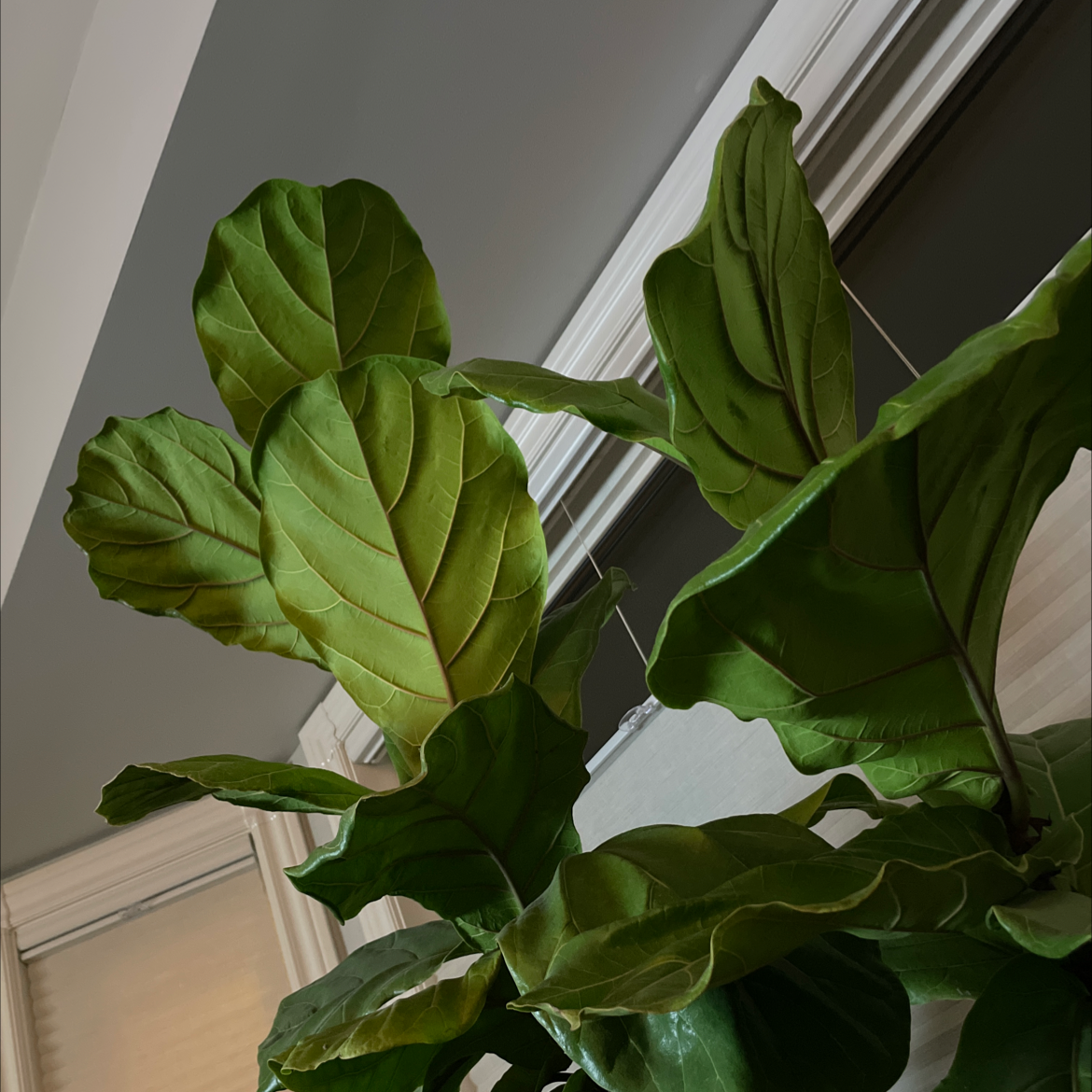 Fiddle Leaf Fig plant photo by Julia named Tall bastard on Greg, the plant care app.