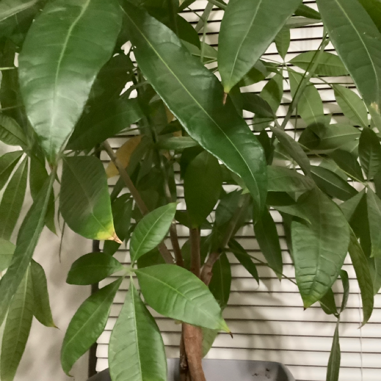 Money Tree plant photo by @Yourlocalgardenier named Sage on Greg, the plant care app.