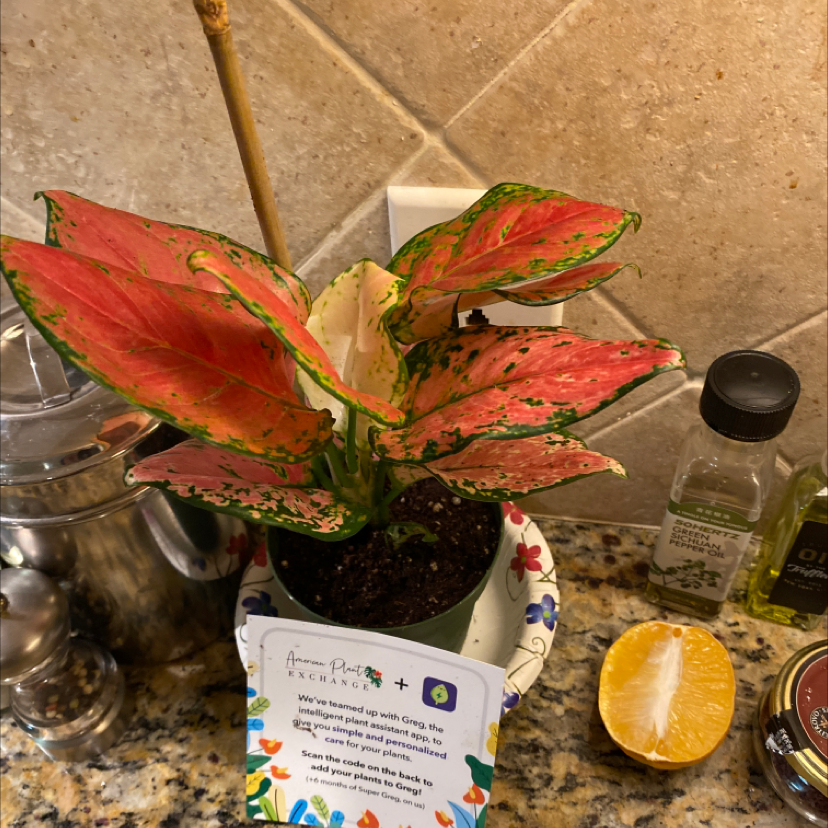 Aglaonema 'Pink Splash' plant with vibrant pink and green leaves in a pot on a kitchen counter.