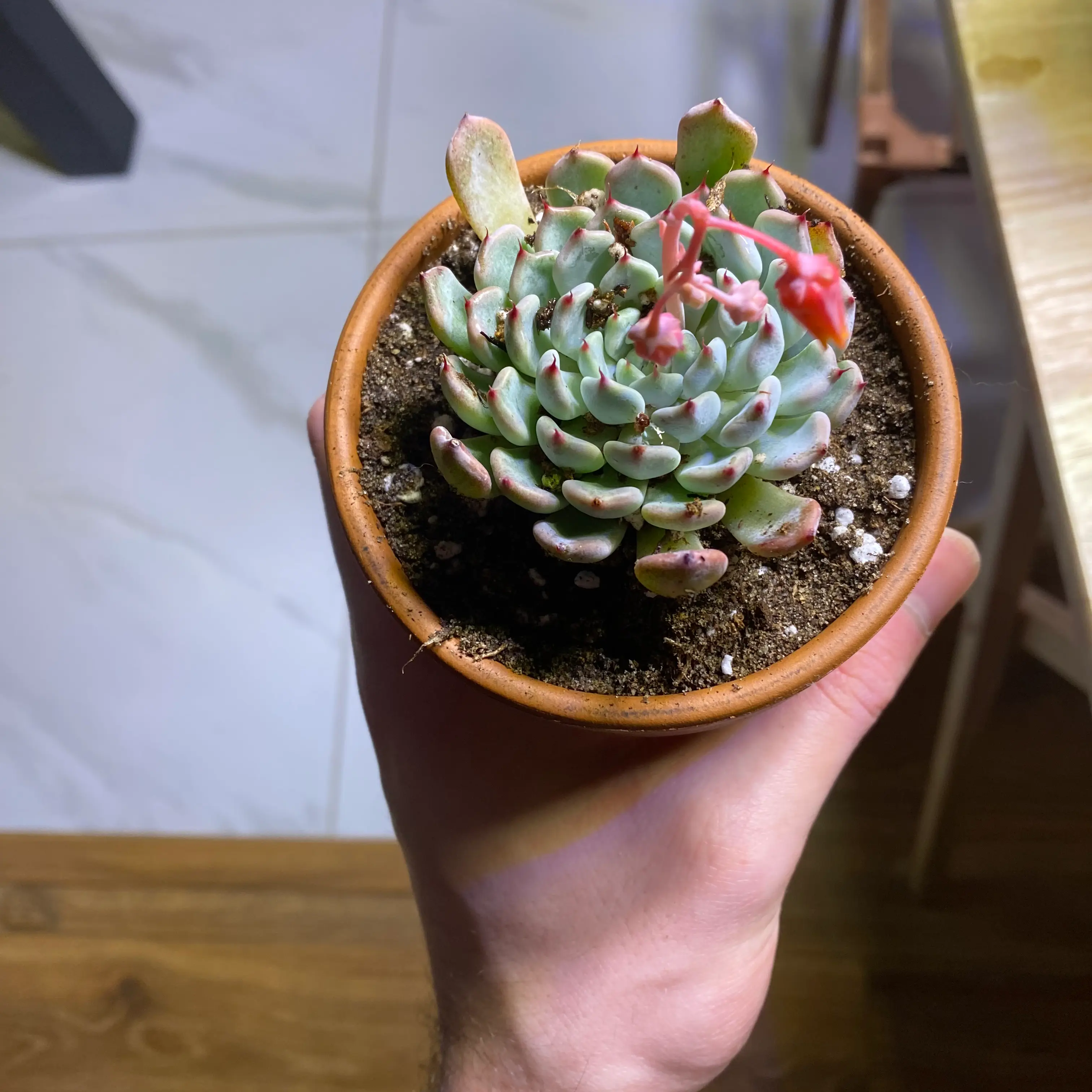Photo of the plant species Echeveria cuspidata Rose by @WoliwerCrater named Cuppa on Greg, the plant care app