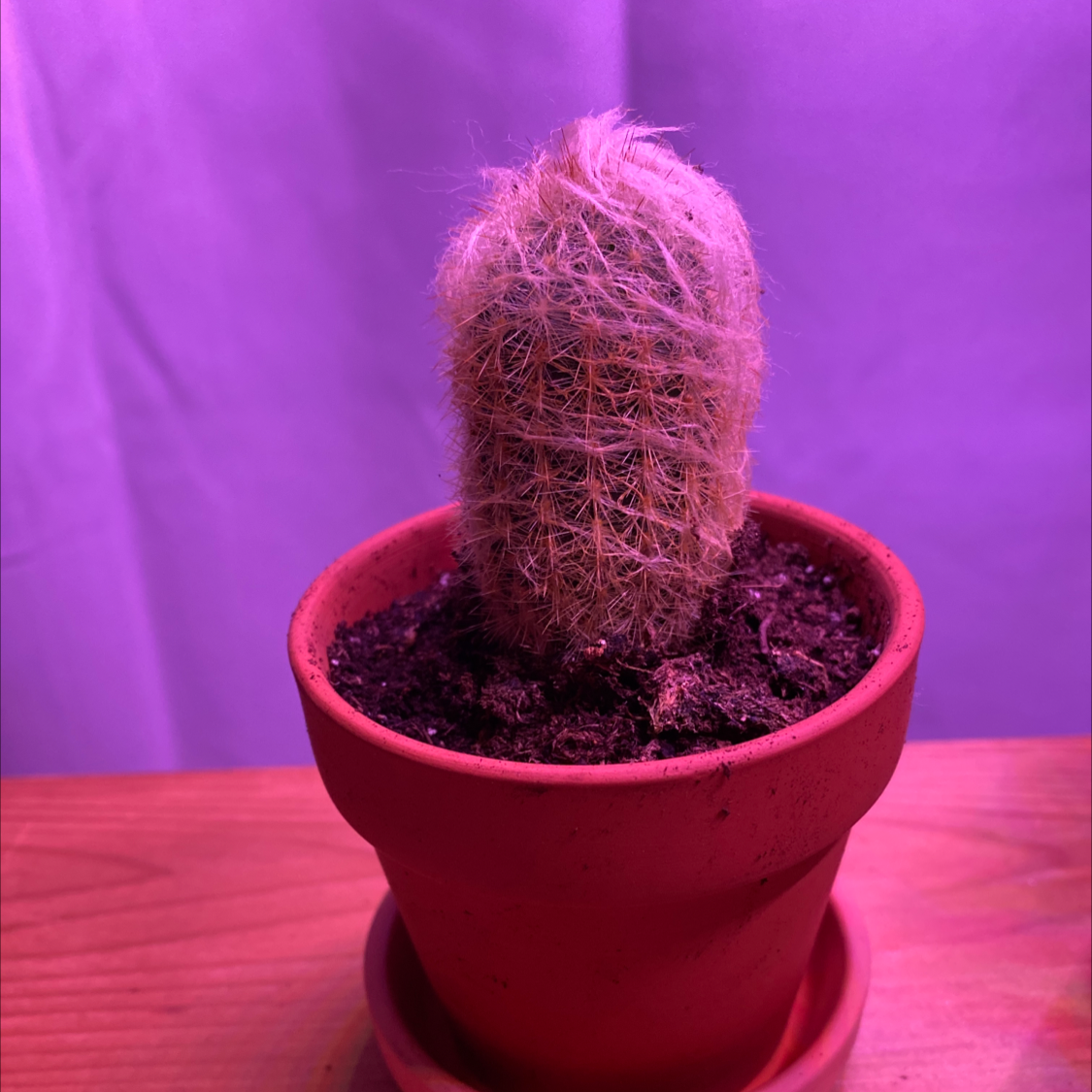 Peruvian Old Man Cactus in a terracotta pot with visible soil, well-framed and centered.
