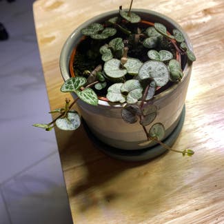 String of Hearts 'Silver Glory' plant in Québec, Québec