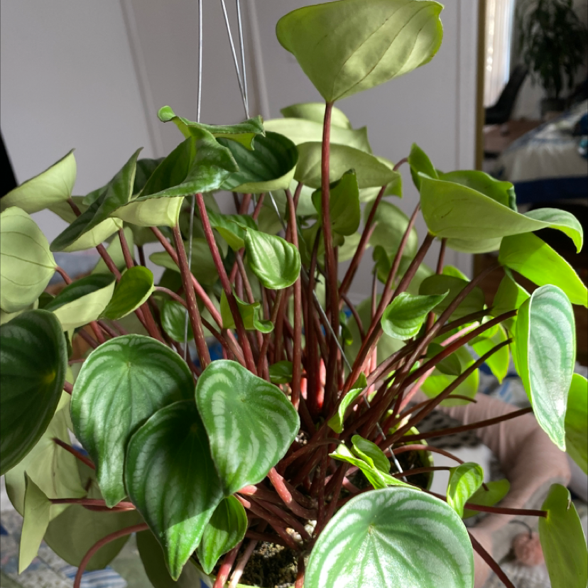 Watermelon Peperomia plant photo by @luminesaint named Gumby on Greg, the plant care app.