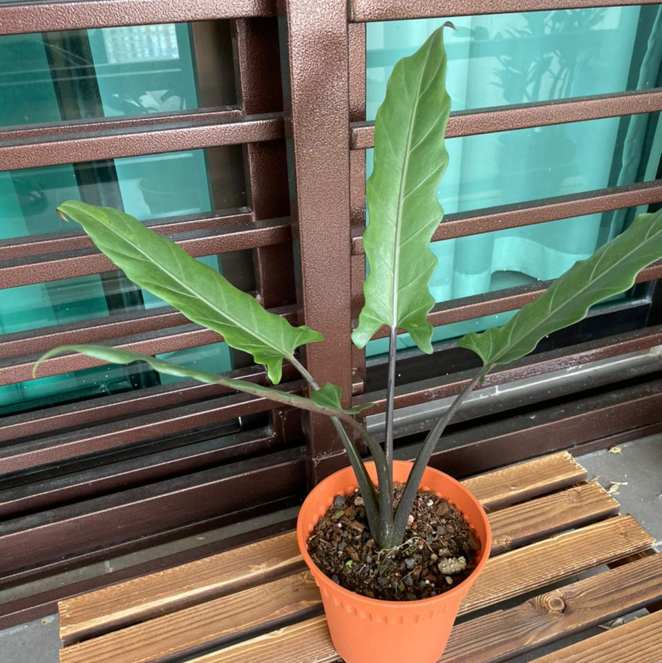 Potted Purple Sword plant with elongated, wavy-edged leaves on a wooden surface.