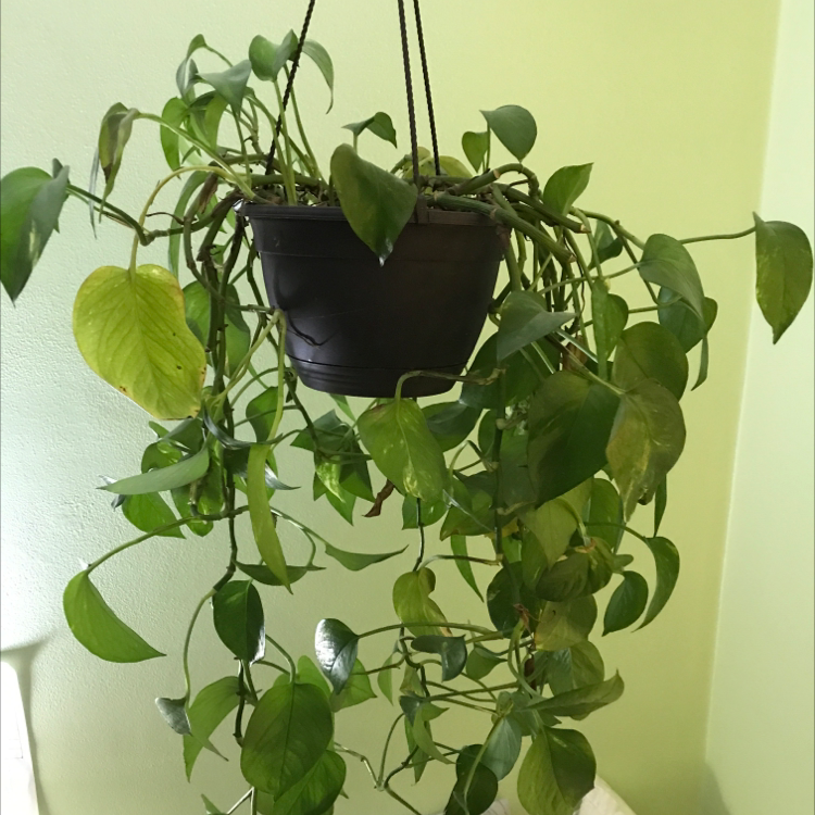 Taro Vine plant photo by @malaria named Jeremy on Greg, the plant care app.
