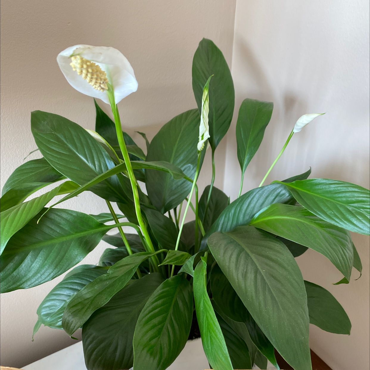 Photo of the plant species Peace Lily by @Shandy1017 named Adele on Greg, the plant care app