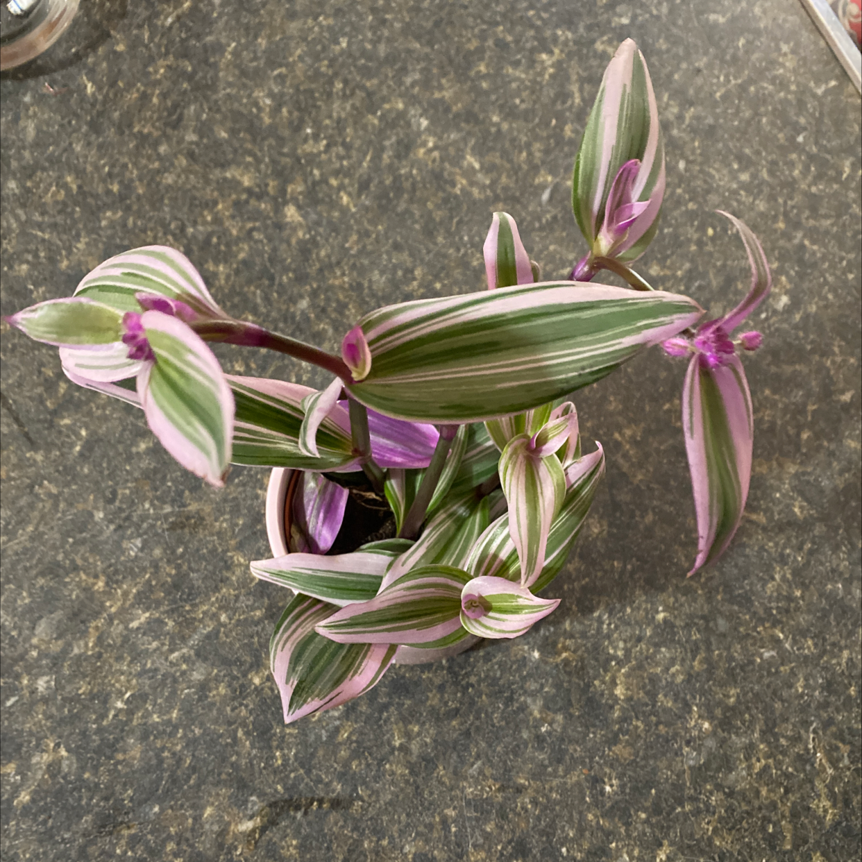 Spiderwort plant photo by @Michaelobrien named Valerie on Greg, the plant care app.