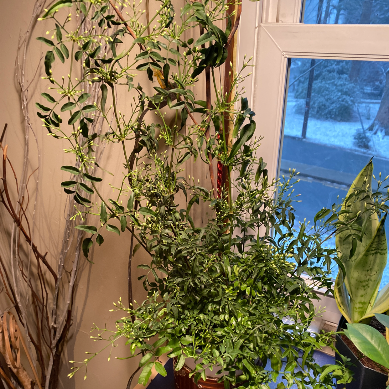 Indoor Pink Jasmine plant near a window with green leaves and numerous buds.