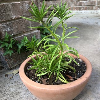 Pincushion Peperomia plant in Houston, Texas