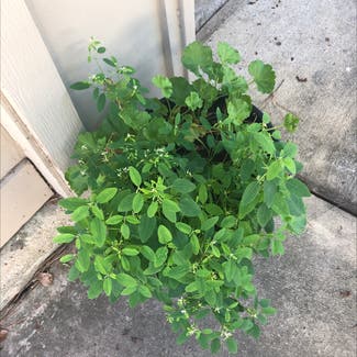None plant in Houston, Texas