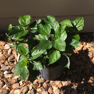 Chinese Hibiscus plant in Houston, Texas