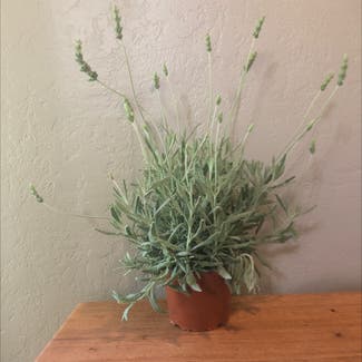 French lavender plant in Houston, Texas