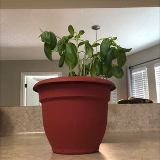 Sweet Basil plant in Houston, Texas