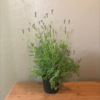 English Lavender plant in Houston, Texas