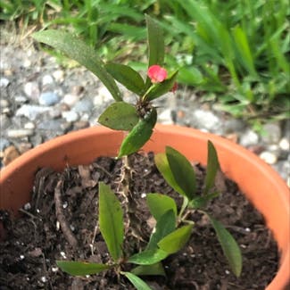 Crown of Thorns plant in Houston, Texas