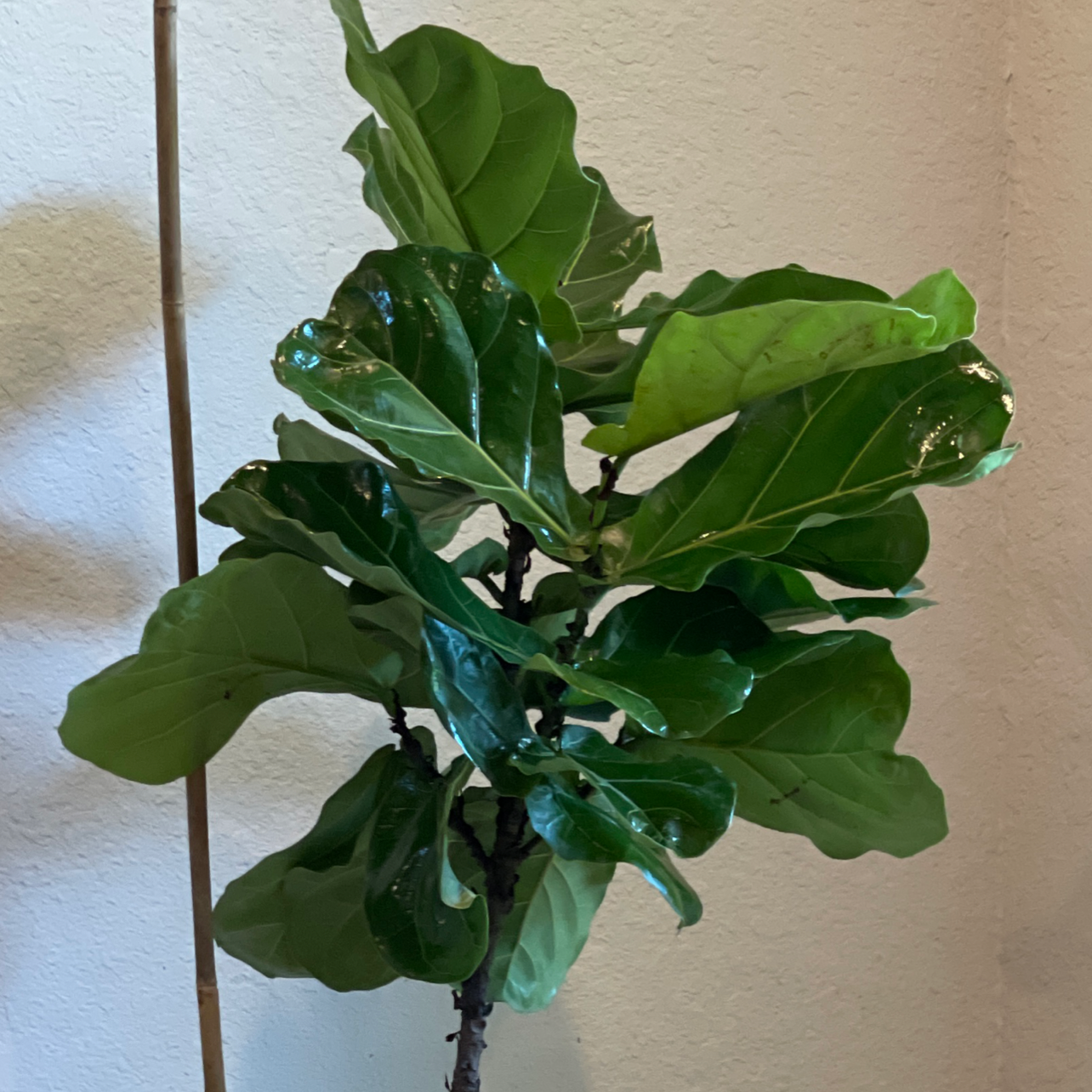 Fiddle Leaf Fig plant photo by Valencia named Leela on Greg, the plant care app.
