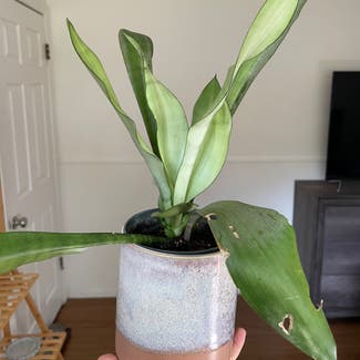 Silver Snake Plant plant in Gainesville, Florida