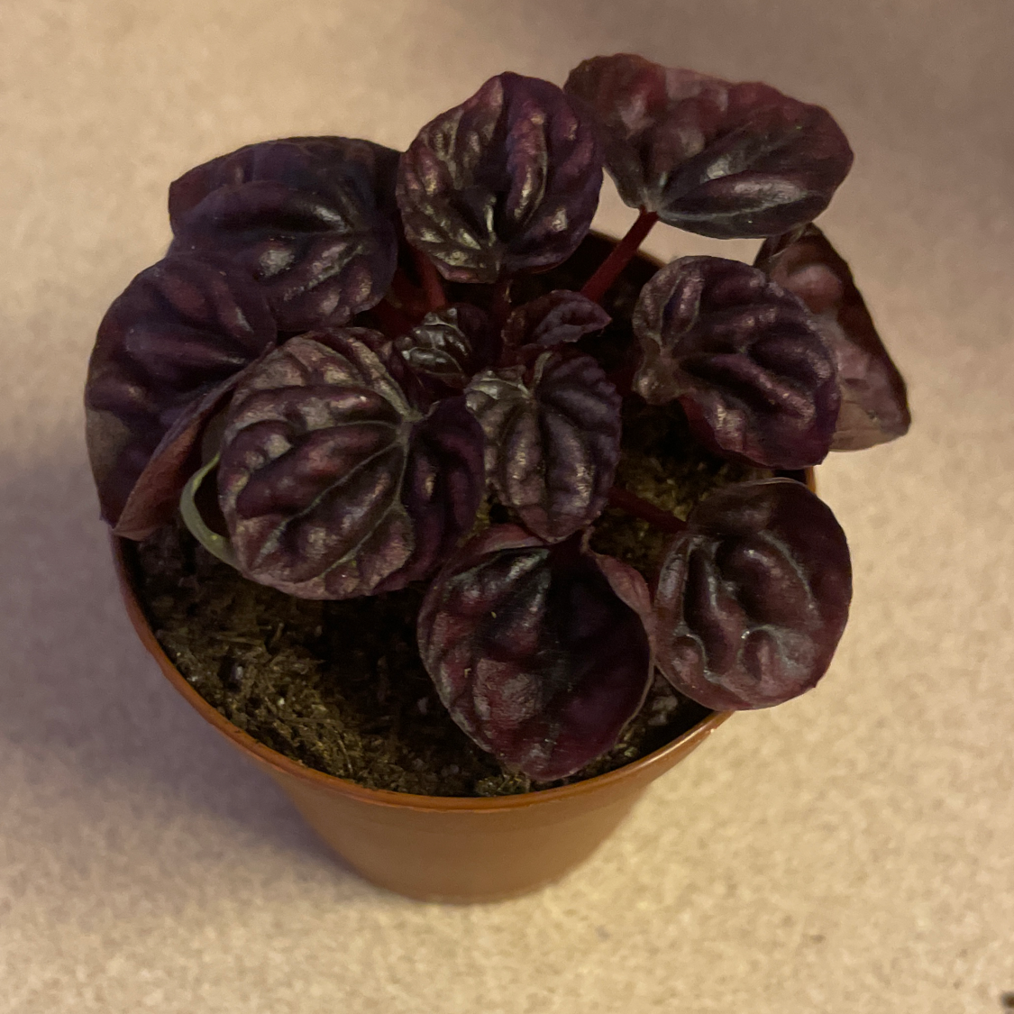 Schumi Red Peperomia plant in a small pot with dark, healthy leaves.