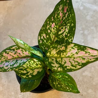 Chinese Evergreen 'Wishes' plant in Gainesville, Florida