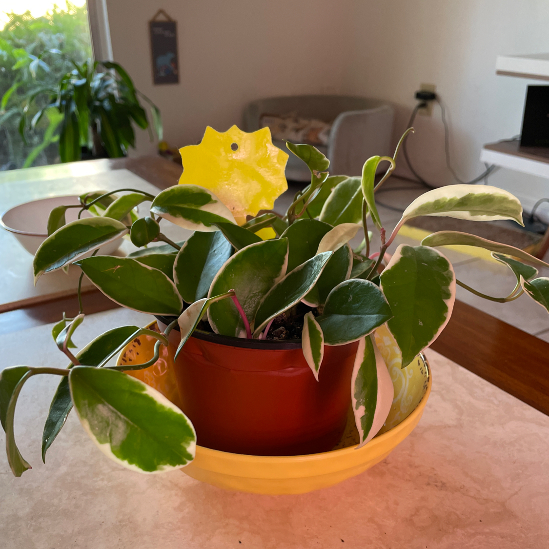 Hoya Krimson Queen plant photo by @sierrac named Hoya Carnosa ‘Krimson Queen’ on Greg, the plant care app.