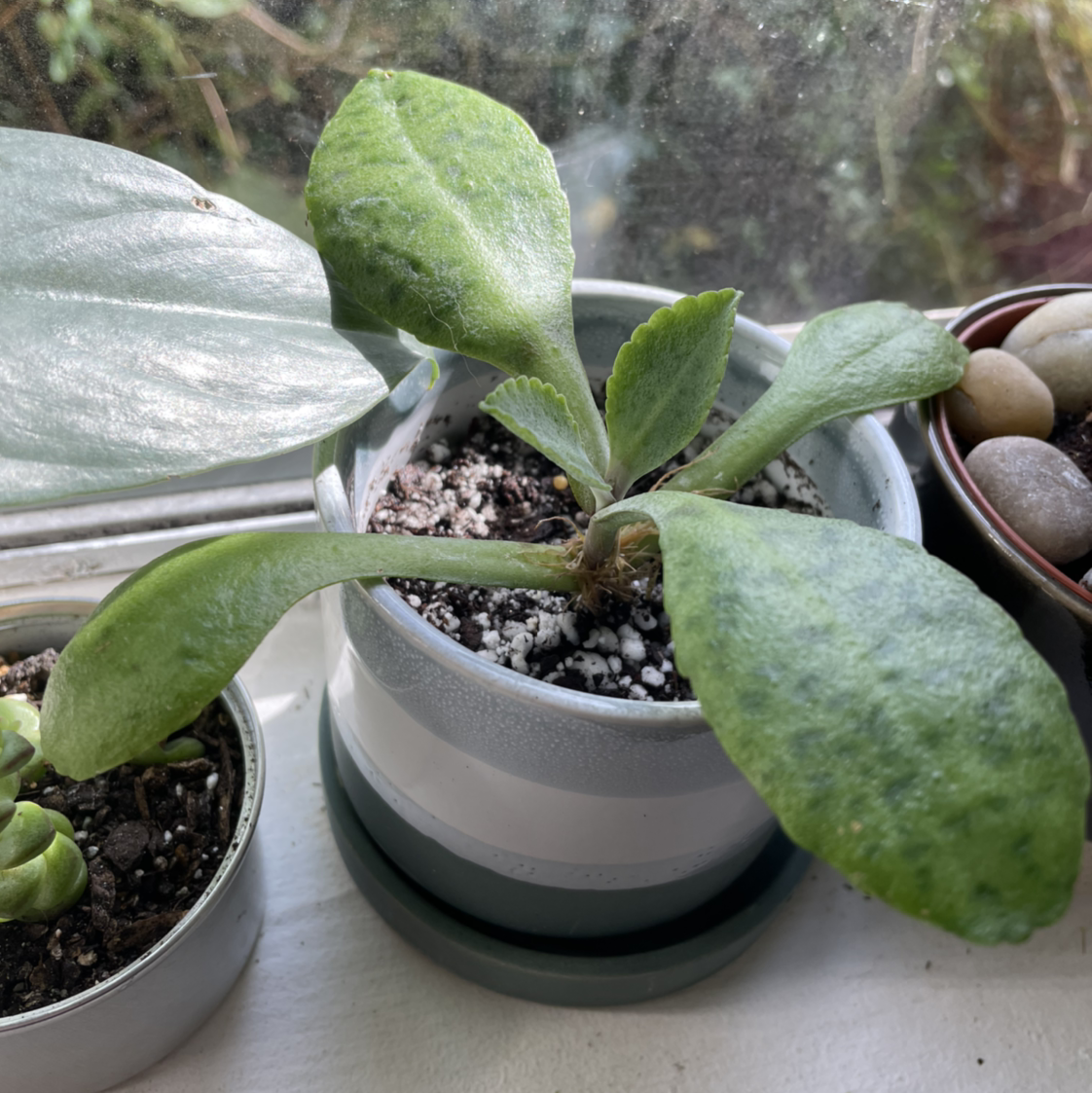 Potted Donkey Ears plant with broad green leaves, visible soil, and no signs of disease.