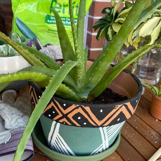 Aloe Vera plant in Gainesville, Florida