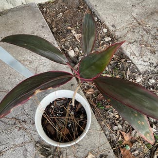 Ti Plant plant in Gainesville, Florida