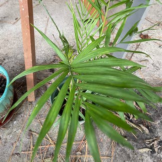 Parlour Palm plant in Gainesville, Florida