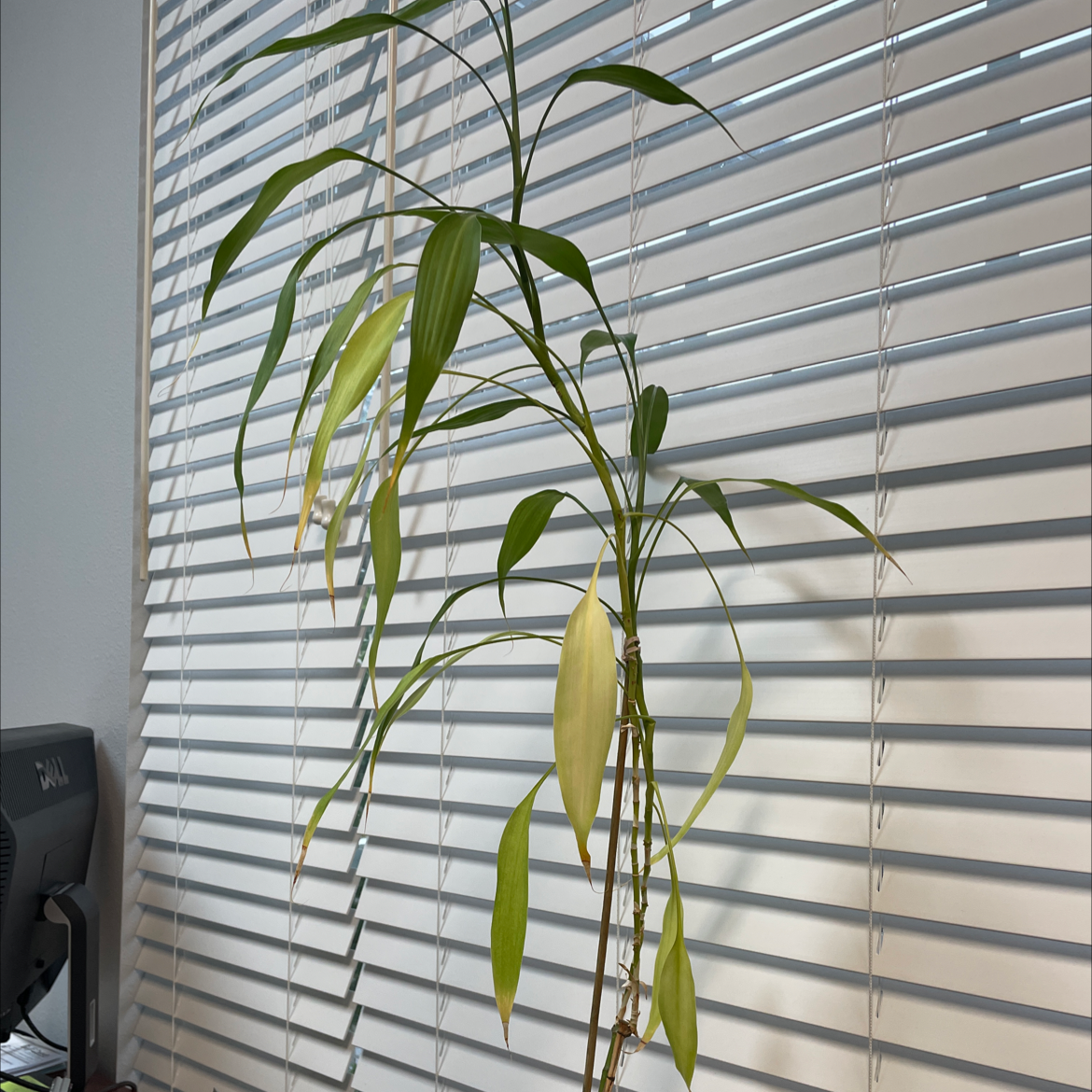 Photo of the plant species Umbrella Bamboo by @hannahry03 named Achilles on Greg, the plant care app