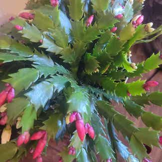 False Christmas Cactus plant in Colorado Springs, Colorado