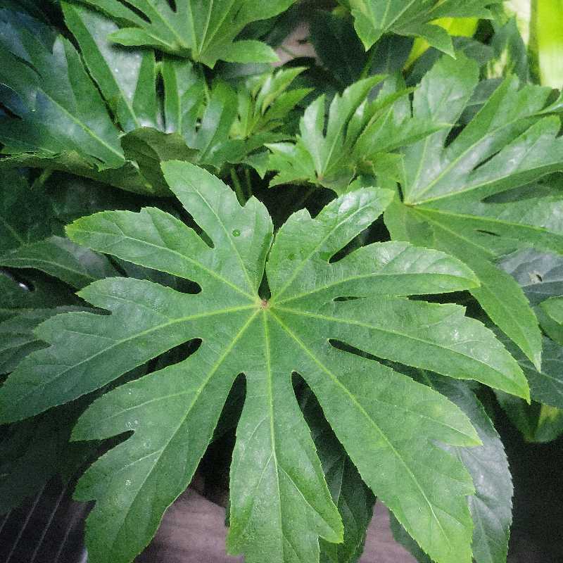 Photo of the plant species Fatsia Plant by @Howlingnights named Fantastic on Greg, the plant care app