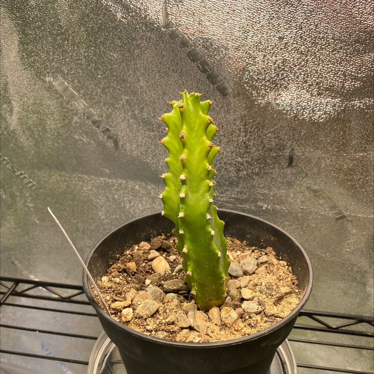 Photo of the plant species Sullu Spurge by @diirty.d named Julio on Greg, the plant care app