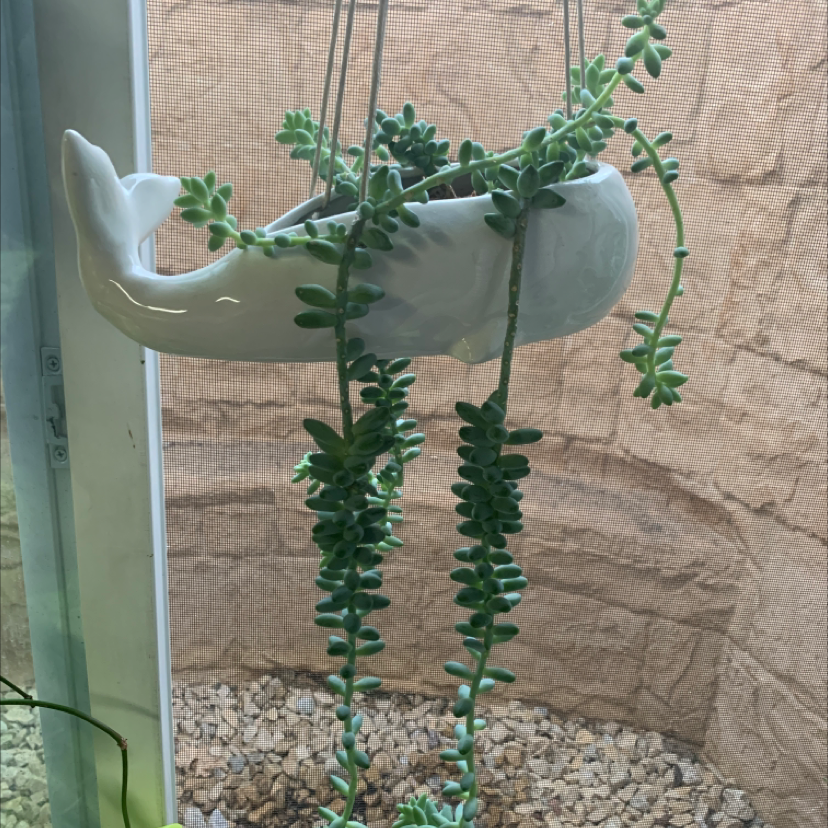 Healthy Burro's Tail succulent with long trailing stems and blue-green leaves, in a white ceramic hanging planter.